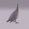 Partridge_0004.jpg Perdiz