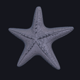 sea-star-01.png 海星