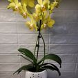 20231231_095725.jpg Orchid pot │Puntarenas │ Growing container decorative vase for plant, orchid and succulent with aeration and drainage