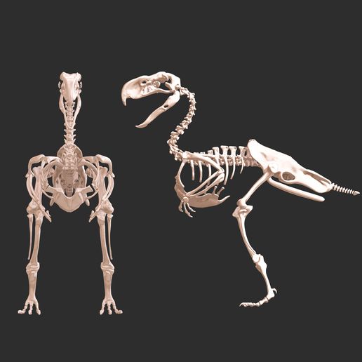 💀 Terror-bird kelenken-guillermoi : complete skeleton・ 3MF File for 3D ...