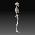 Skeleton 3.jpg Human skeleton