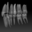 UL-lingual-side.png full anatomy upper and lower teeth 1