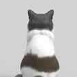 gatome9.jpg Realistic Mongrel Cat