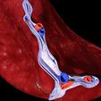 3d-spleen-anatomy-microscopy-labelled-3d-model-blend-12.jpg 3D Spleen Anatomy Microscopy Labelled 3D model