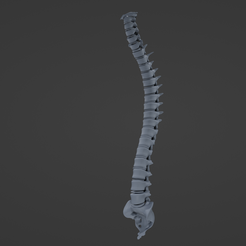 Pe ee FA Archivo STL Columna vertebral・Diseño para descargar y imprimir en 3D
