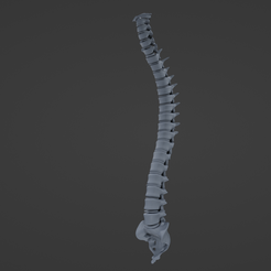 Pe ee FA Vertebral Column