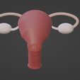 2.png.d492a5725ffbfff79fb8031073b62dec.png 3D Model of Female Reproductive System v2