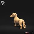 Dachshund-Smooth-Haired-Pose-03-Dog-3D-Print-7s.jpeg Teckel à poil lisse Pose 03