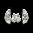 4.png 3D Model of Brain with Cerebellum and Brain Stem