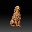Golden-Retriever01.jpg Golden Retriever - DOG BREED - CANINE -3D PRINT MODEL