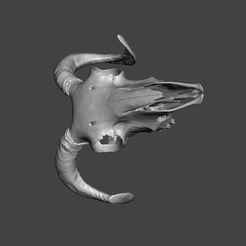 a5293d709f5e417efad8b33bcd34652c.png Free STL file Ram scull real scan (For remixes)・3D printer design to download
