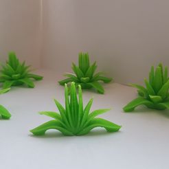 Installation de table : 5 Agaves Set (nombre de feuilles différent)