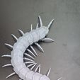 20260510_174136-1.jpg Scolopendra