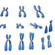 Chromosomes_Render_3.png Types of Chromosomes
