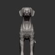 rhodesian-ridgeback13.jpg Rhodesian ridgeback 3D print model