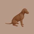 Bedlington_Terrier_0003.jpg Bedlington Terrier Dog in Sitting Pose