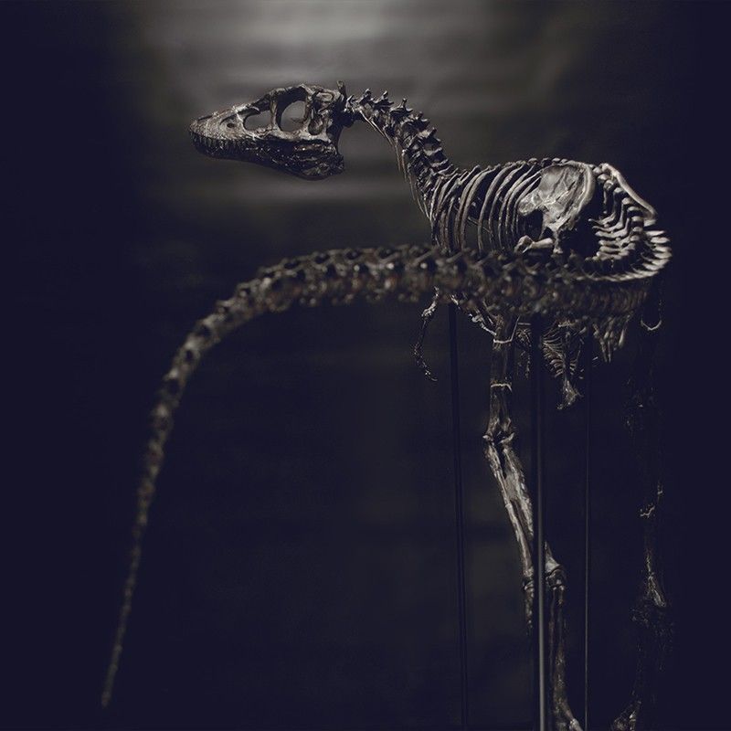 DSC_0298_Cults.jpg Download OBJ file Life size baby T-rex skeleton - Part 09/10 • 3D printable design, Inhuman_species