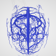 vein,-artery,-cerebrovascular,-brain,-face,-hemisphere,-willis,-dental,-neck,-head,-cerebellum,-vasc.png 3D 头颈部血管解剖图 - 动脉、静脉和脑血管系统