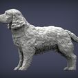 Spaniel1.jpg 3D-Datei Englischer Springer Spaniel 3D-Druck Modell・Design für 3D-Drucker zum herunterladen
