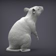 rat5.jpg Rat on hind legs 3D print model
