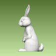 6.jpg Bunny Rabbit