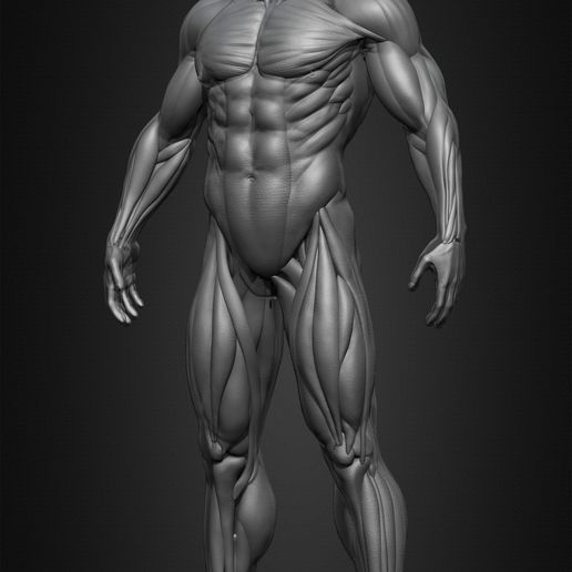 ♂️ Highly Detailed Human Muscles (Male)・ 3D File for 3D printing・Cults