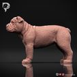 Bulldog-Pose-02-Dog-3D-Print-8s.jpeg Bulldog Dog 3D Print Model Pose 02