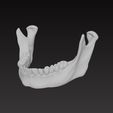 jaw2.jpg 颚骨