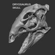 Dryosaurus skull img1.jpg Dryosaurus Altus  - Dinosaur Skull
