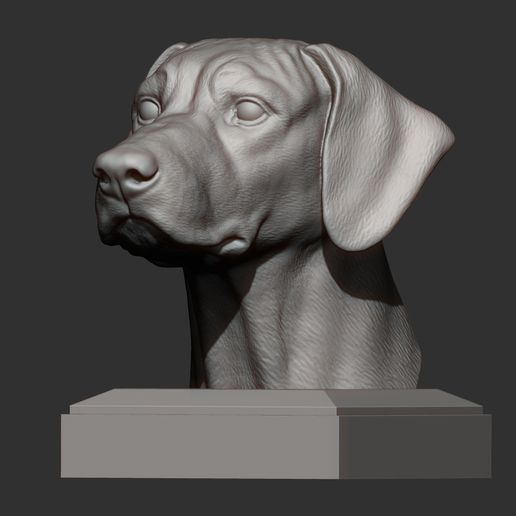 rhodesian-ridgeback-bust6.jpg Rhodesian ridgeback bust 3D print model