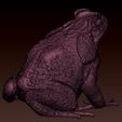 Cane_Toad_decimated_02.jpg sapo de cana uma peça
