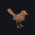 catbird_0003.jpg Catbird