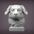 australian-shepherd1.jpg Australian shepherd bust 3D print model