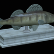 zander-statue-4-open-mouth-1-8.png fish zander / pikeperch / Sander lucioperca  open mouth statue detailed texture for 3d printing