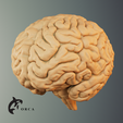 1.png Brain Anatomy STL for Education