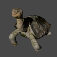 abingdon-island-tortoise.png Abingdon Island Tortoise by Natural History Museum of Vienna