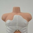 Simulaids-Adult-and-Jr-CPR-Training-Torso-Manikins-without-Heads-18645-K13-184152531482-7.jpg Torse RCP Paul V2 OpenRescueDoll