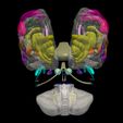 17.jpg 3D Brodmann Conceptual Model