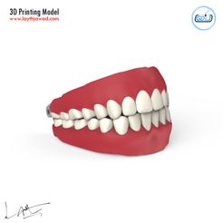 01.jpg STL file Teeth - Jaws with Tongue・3D printable model to download, LaythJawad
