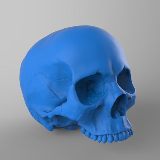 Skull
