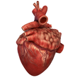 Heart_003.png Anatomical model of the human heart