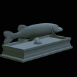 Pike-statue-25.png fish Northern pike / Esox lucius statue detailed texture for 3d printing
