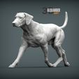 rhodesian-ridgeback-running-1.jpg rhodesian ridgeback running 3D printed model