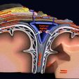 4.jpg Brain with meninges scalp detailed labelled 3D