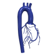 4.png 主动脉和冠状动脉 3D 模型 - 6 件装