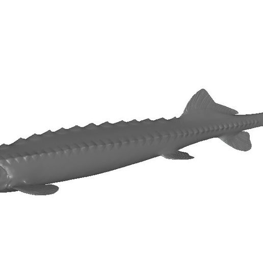 sturgeon