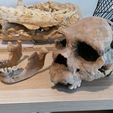 IMG_20210717_092231.jpg Homo heidelbergensis Skull