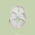 127A9AFD-5430-4851-BB82-977517A78765.png Anatomical skull (Adult) 3 magnetic pieces