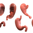 Stomach_Cross_Color_1.png Stomach Complete Version