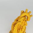 20240306_142644.jpg HUMAN HEART CROSS SECTION 3D PRINTING